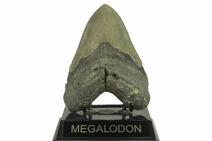 Serrated, Fossil Megalodon Tooth - North Carolina #382611